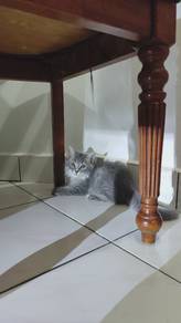 non standard munchkin jantan