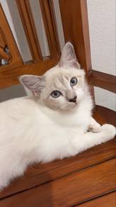 Cat Anak Kucing Kitten baka Siam kacuk putih