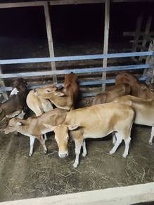 lembu tine