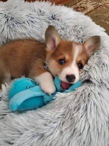 J5793 Gentle Corgi adorable big ears little puppy