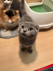 Scottish Fold