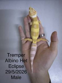 Gecko