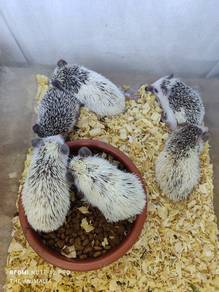 hedgehog