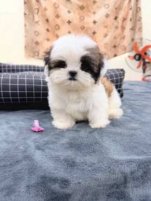 Mini shizhu -boy