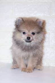 J0135 Pomeranian Round Eyes Puffy Dog