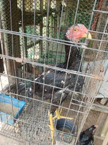 Ayam ratu