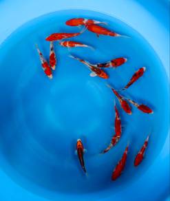 Japanese koi