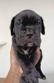 Cane Corso
