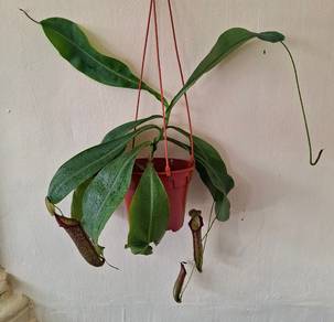 Nepenthes live plant / periuk kera hidup