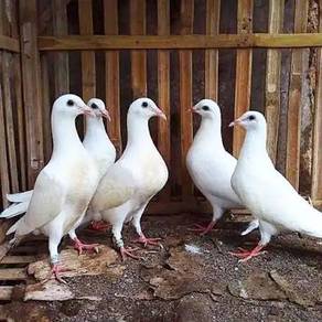 Burung Merpati Putih