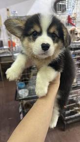 三色柯基女 长毛 tricolor
Corgi 
Femaleale
FC1
Dob 刚满2个月