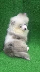 Pure Breed Blue Merle Blue Eyes Pomeranian (M)