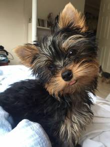 F9327 Lively Silkese Long Hair Small Puppy Puppy