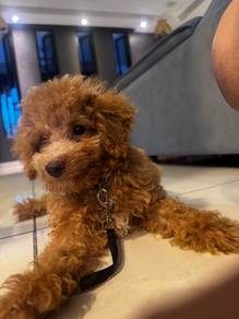 Toy Poodle