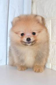 J0078 Pomeranian Fluffy Little Bear Puppy