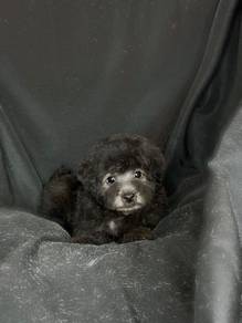 Bubble of love Poodle curly coat small medium size