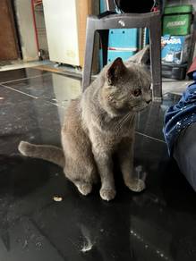 British short hair cat