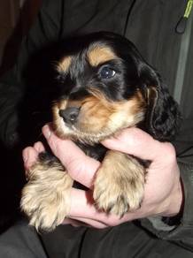Lickable English Cocker Spaniel Sweet Face Puppy B