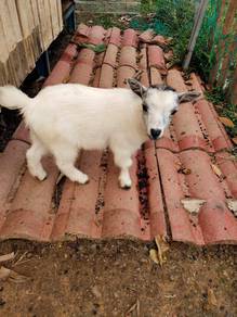 Kambing Pygmy