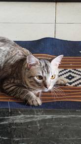cat for adoption