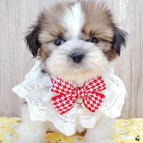 Shih Tzu