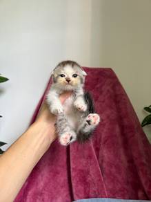 Bsh bicolour Scottish fold