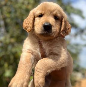 Golden Rettiver g