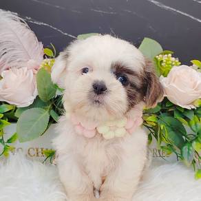 Shih Tzu