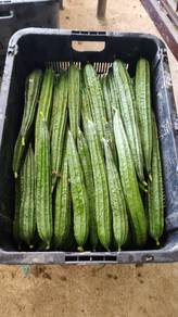 Peria/timun /timun tua/ petola dan labu manis