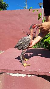 sepasang ayam ganoi