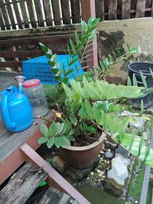 pokok hijau / pokok hidup 