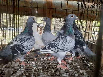 burung merpati
