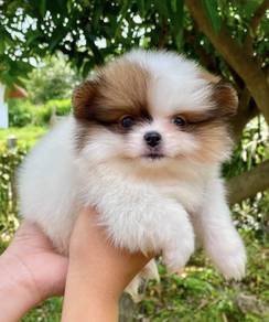 POMERANIAN PUPPIES VIP24 🌻 Available Boy-Girl