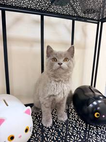 British Short Hair (BSH)