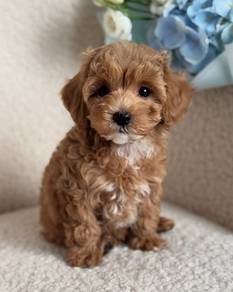 Bundle-of-joy Poodle Cute Curly Little Puppy Puppy
