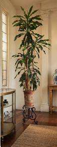 20 Years 巴西鐵樹 Dracaena fragrans 7 feet