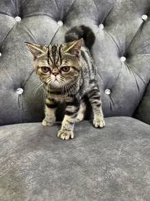 Kitten exotic short hair