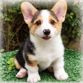 CORGI PUPPIES C193 🌻 cheeky Puppy Male~Female