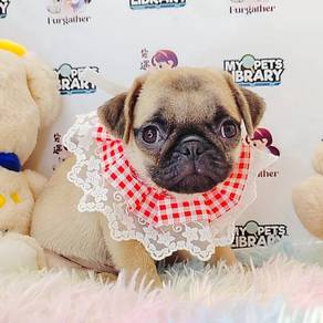 Pug