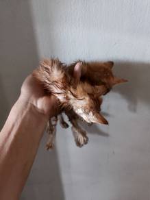Kucing Oren