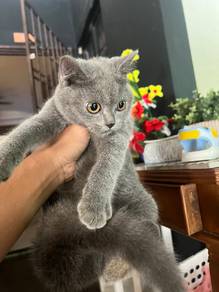 bsh
