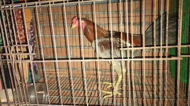 ayam