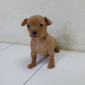 4 weeks old male miniature pinscher 