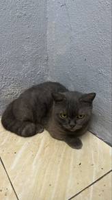 BSH Female Standard Munchkin for Rehome