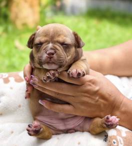 AMERICAN BULLY PUPPIES D42 🐻 Exotic Male Female