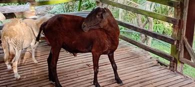 kambing bebiri korban akikah