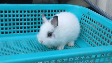 netherland dwarf