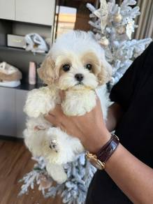 Maltipoo -Boy