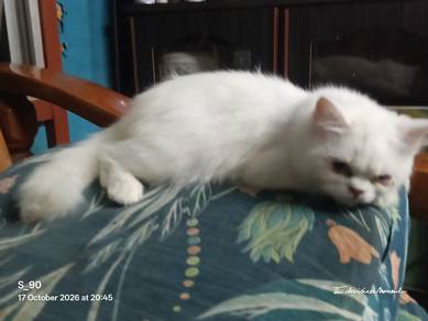 DLH ala² hidung penyet😂(female)