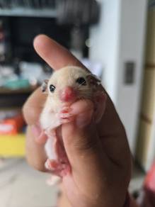 Platinum sugar glider